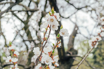 A tree with white flowers is in the foreground