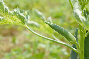 Lady finger or Okra on a plant, Fresh okra plant, Okra closeup on the tree, Lady Fingers or Okra vegetable on plant in farm organic vegetables, Close up of Lady finger, Chakwal, Punjab, Pakistan