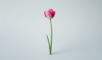 Minimalist nature photography, single flower with clear background, artistic and simple