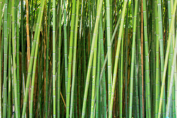 Fototapeta premium close up of bamboo branches