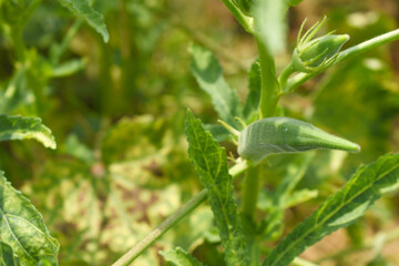 Lady finger or Okra on a plant, Fresh okra plant, Okra closeup on the tree, Lady Fingers or Okra vegetable on plant in farm organic vegetables, Close up of Lady finger, Chakwal, Punjab, Pakistan