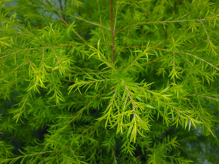 Green bushes in the garden close up soft focus for relaxing nature background