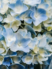 Beautiful blue hydrangea flowers in the garden that bloom in early summer background