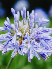 Close-up view capturing the delicate details of Agapanthus Blue Storm flowers