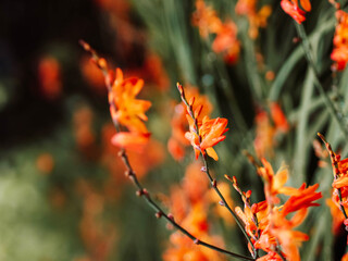 Crocosmia (montbretia) orange in garden after rain
