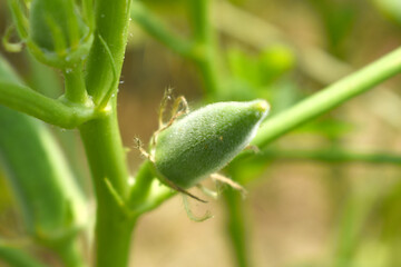 Lady finger or Okra on a plant, Fresh okra plant, Okra closeup on the tree, Lady Fingers or Okra vegetable on plant in farm organic vegetables, Close up of Lady finger, Chakwal, Punjab, Pakistan