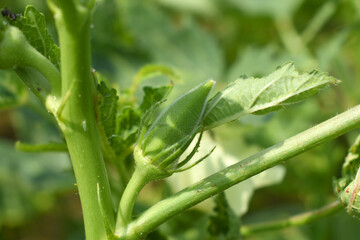 Lady finger or Okra on a plant, Fresh okra plant, Okra closeup on the tree, Lady Fingers or Okra vegetable on plant in farm organic vegetables, Close up of Lady finger, Chakwal, Punjab, Pakistan