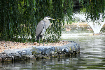 Great Blue Heron wading bird on the edge of a pond with a fountain at a park
