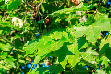 green leaves background