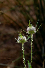 thistle flower in the garden
