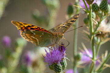 Detail of a Pandora butterfly (Argynnis pandora) perched on a purple thistle flower in the field