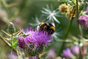 bumblebee on a thistle flower