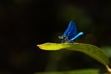 Detail of a blue dragonfly with large black eyes facing forward