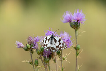 Butterfly on a thistle flower