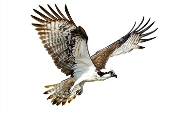 Osprey flying and catching fish isolated on a white background