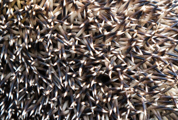 Close up of hedgehog needles spine macro texture background. Needle hedgehog texture.