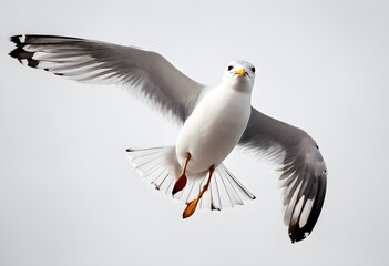 Fototapeta premium seagull flying in the sky