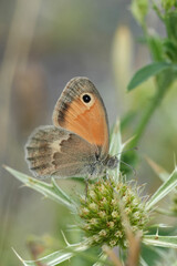Vertical closeup on a European Small Heath butterfly, Coenonympha pamphilus on a green Eryngium campestre flower