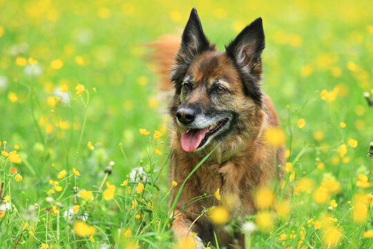 Harzer Fuchs Hund in gelber Blumenwiese