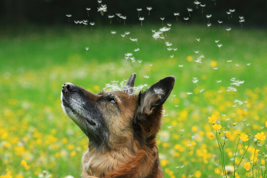 Profil von Harzer Fuchs Hund mit L&ouml;wenzahn Samen