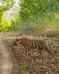 wild female tiger or panthera tigris showstopper crossing forest road or trail morning territory stroll in natural scenic green background bandhavgarh national park forest reserve madhya pradesh india