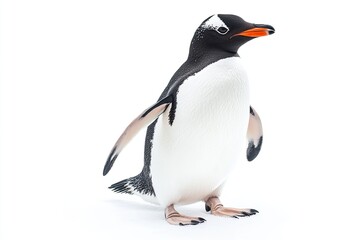 Penguin waddling and calling isolated on a white background