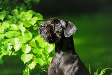 Schwarzer Schnauzer im Grünen