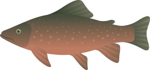 Arctic char or charr realistic illustration. Cold-water fish isolated on white background. Aquatic animal and sea food.