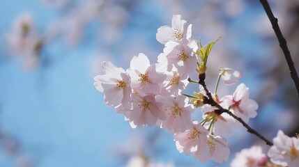 Fototapeta premium Cherry Blossom Branch in Spring