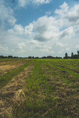 Mown and dried grass in a field in the village