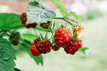 A bunch of red raspberries hanging from a tree