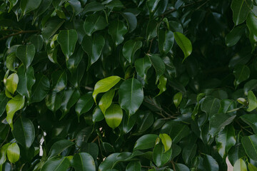 Obraz premium Wallpaper, background, green leaves real nature