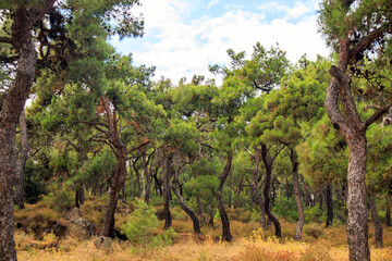 trees and sky in the forest
