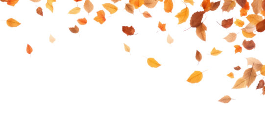 PNG Falling autumn leaves border blossom flower plant.