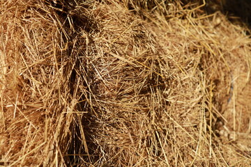 Close-up of a tied hay bale. Perfect for agricultural themes or design backgrounds.