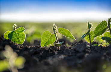 Young sprouts of the agricultural soybean plant grow in a row in the field in the suny day. Plants...