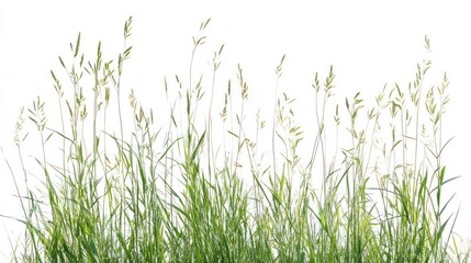 A row of fresh, green grass with slender blades and delicate seed heads against a crisp, white background, symbolizing growth and tranquility.