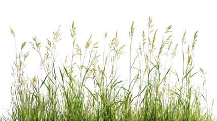 A serene representation of green grass with slender blades and seed heads reaching upwards, isolated against a clean white background, suggesting growth and tranquility.