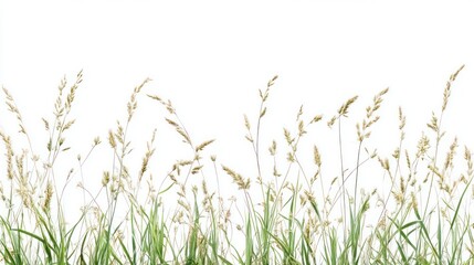 A tranquil scene of wild grasses with slender stems and plume-like tops swaying gently, isolated on a stark white background, symbolizing serene simplicity.
