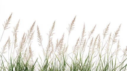 A series of tall grass blades with feathery plumes against a white background, giving off a peaceful, natural aesthetic ideal for serene designs.