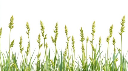 A horizontal row of green wheat stalks with a white background, representing growth, agriculture, or a concept of organic and natural food resources.