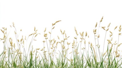 A serene illustration of tall grass and wildflowers with a clean, white background, suggesting a peaceful, natural setting.