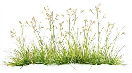 A cluster of grass and wildflowers isolated on a white background, featuring slender green blades and delicate white blossoms at the tips.