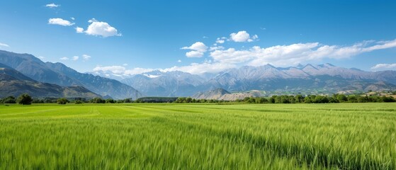 Fototapeta premium A landscape of verdant grass before mountains, blue sky overhead, clouded with whites