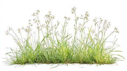 Fototapeta premium A strip of green grass and wildflowers isolated on a white background, representing a section of a natural field or lawn.