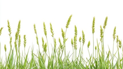 A series of green wheat stalks rising at various heights against a plain white background, symbolizing growth, nature, and agriculture.