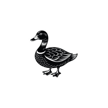 recommend clip art: duck isolated on white