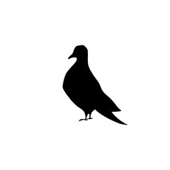 Cute  pigeon black silhouette. Hand drawn elements. Animals, bird. Vector doodle objects for your design