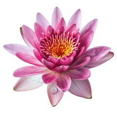 pink water lily or lotus flower