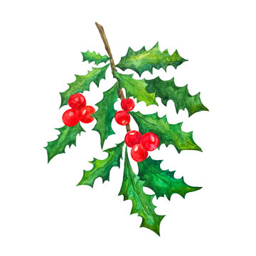 A sprig of holly. Ostrolist. Watercolor illustration. Winter plants. Traditional plants, Christmas colors. Celebrations of winter. 

